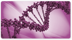Bsm DNA Polymerase, Large Fragment