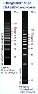 O’RangeRuler™ 10 bp DNA Ladder, ready-to-use