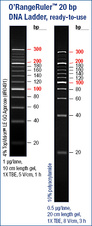 O’RangeRuler™ 20 bp DNA Ladder, ready-to-use