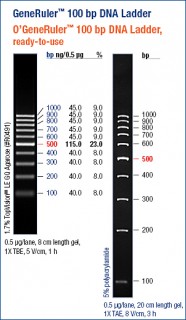 GeneRuler™ 100 bp DNA Ladder, ready-to-use