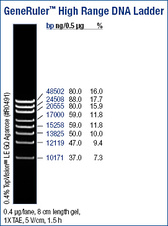 GeneRuler™ High Range DNA Ladder