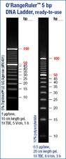 O’RangeRuler™ 5 bp DNA Ladder, ready-to-use