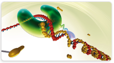 Pfu DNA Polymerase (recombinant)