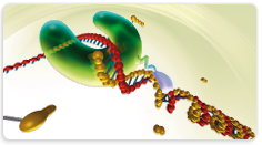 Pfu DNA Polymerase (native)