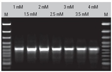 PCR Master Mix (2X)