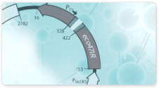 phiX174 RF1 DNA