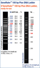 GeneRuler™ 100 bp Plus DNA Ladder