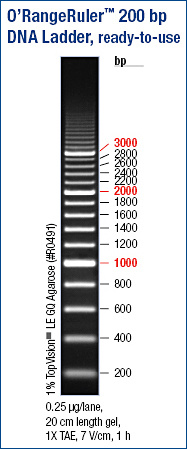 O’RangeRuler™ 200 bp DNA Ladder, ready-to-use