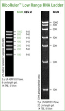 RiboRuler™ Low Range RNA Ladder