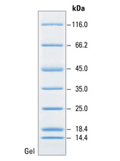 Unstained Protein MW Marker