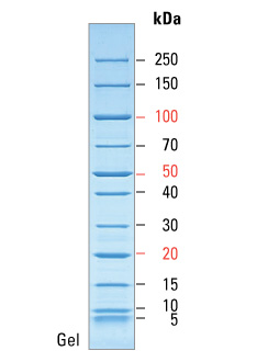 PageRuler Broad Range Unstained Protein Ladder