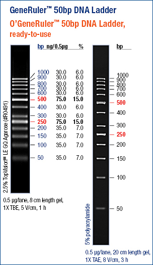 GeneRuler™ 50 bp DNA Ladder, ready-to-use