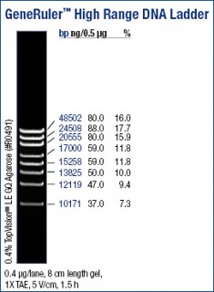 GeneRuler™ High Range DNA Ladder, ready-to-use