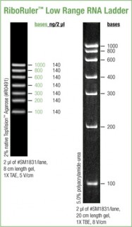 RiboRuler™ Low Range RNA Ladder