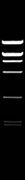 Bsp119I (BstBI)