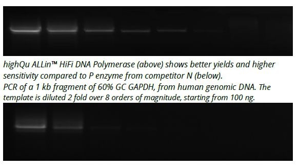 ALLin™ Hifi DNA Polymerase