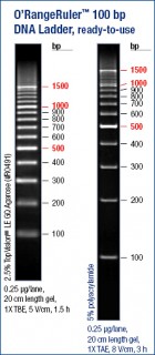 O’RangeRuler™ 100 bp DNA Ladder, ready-to-use