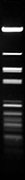 Cfr10I (BsrFI)