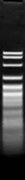 HpyF10VI (MwoI)