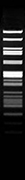 Eam1104I (EarI)