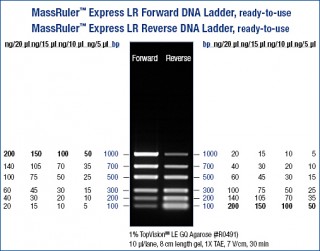 MassRuler™ Express LR Forward DNA Ladder, ready-to-use