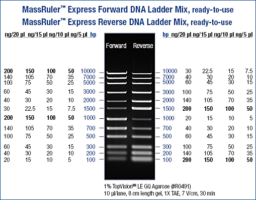 MassRuler™ Express Forward DNA Ladder Mix, ready-to-use
