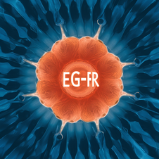 Anti-Human EGFR (Zalutumumab) Monoclonal antibody 