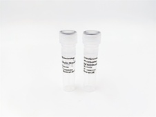 VEGF Receptor 2 (phospho-Tyr996) rabbit pAb