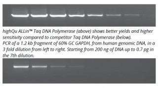 Taq DNA Polymerase