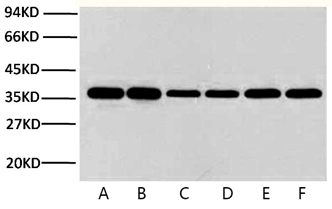 Anti-GAPDH Mouse Monoclonal Antibody (2B5)