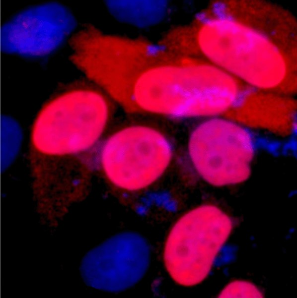 Anti-DDDDK Tag Mouse Monoclonal Antibody (1B10)