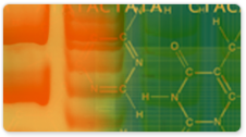 Taq DNA Polymerase (native  with BSA) (5 U/µL)