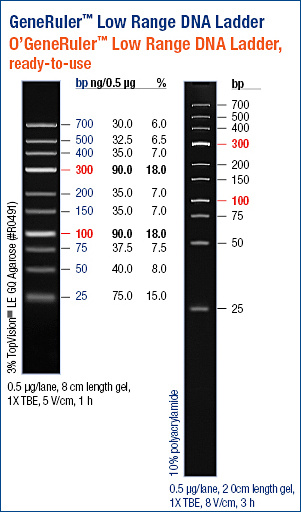 GeneRuler™ Low Range DNA Ladder, ready-to-use