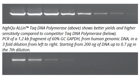 ALLin™ TaqDNA Polymerase