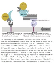 PCRbeam™Fast PCR Detection Kit