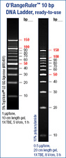 O’RangeRuler™ 10 bp DNA Ladder, ready-to-use