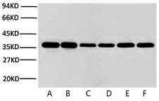 Anti-GAPDH Mouse Monoclonal Antibody (2B5)