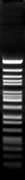 BveI (BspMI)