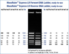 MassRuler™ Express LR Reverse DNA Ladder, ready-to-use