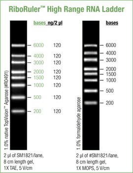 RiboRuler™ High Range RNA Ladder