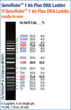 GeneRuler™ 1 kb Plus DNA Ladder, ready-to-use
