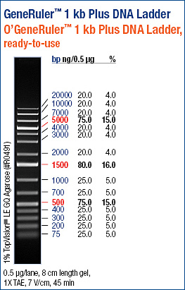 O’GeneRuler™ 1 kb Plus DNA Ladder, ready-to-use