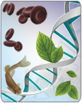 Lysis Buff/GeneJET Blood RNA