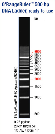 O’RangeRuler™ 500 bp DNA Ladder, ready-to-use