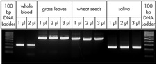 Direct PCR Lyophilisate ,192 reactions x 20 µl