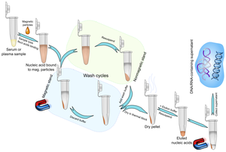 MagBeads Plasma/Serum RNA+DNA Preparation Kit