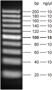 Fluorescent 20 bp DNA Ladder 5 x 500 µl (105 ng/µl)