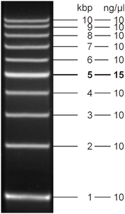 1 kb DNA Ladder 5 x 500 ul